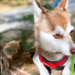 Alaskan Klee Kai from Excelsior Klee Kai