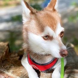 Alaskan Klee Kai from Excelsior Klee Kai