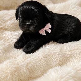Princess - Black female Shih Tzu puppy in Downey, California from Cali shih tzu