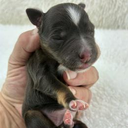 Sterling - Liver male Miniature Schnauzer puppy in Sylvania, Georgia from Southern Sky Miniature Schnauzers
