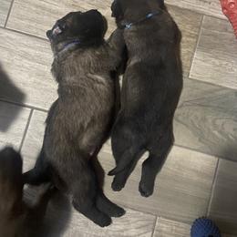 Belgian Malinois Puppies from Focused Obedient Belgian Malinois