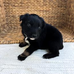 Unicorn - Black tri-color female Australian Shepherd puppy in Unionville, Iowa from Soap Creek Kennels
