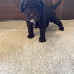 Lagotto Romagnolo Puppies from Southern Lagotto