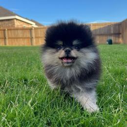 Boy 1 - Black and tan male Pomeranian puppy in Abilene, Texas from Blessedpoms