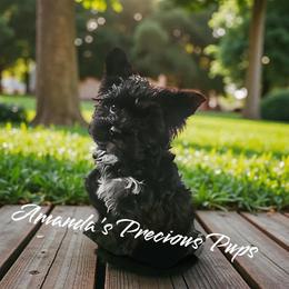 Nicholas - Black and tan male Yorkshire Terrier puppy in Wartburg, Tennessee from Amanda's Precious Pups
