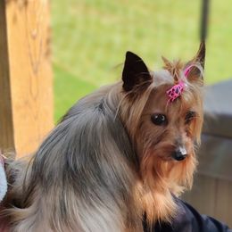 Bloodhound and Yorkshire Terrier All Grown Up from Buckingham Bloodhounds
