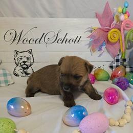 Miss Purple - Red female Cairn Terrier puppy in Savannah, Missouri from WoodSchott Cairn Terriers