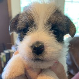 Russell Terriers from Equipage Russell Terriers