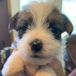 Russell Terriers from Equipage Russell Terriers
