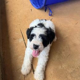 Ella Rose - Lime Green Girl - Parti female Miniature Schnauzer puppy in Oneonta, Alabama from Murphree Valley Kennels