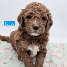 Sulley - Red  male Goldendoodle puppy in Neillsville, Wisconsin from Granton Creek