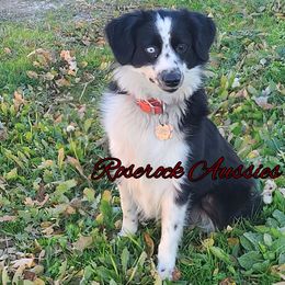 Legacy - Miniature American Shepherd