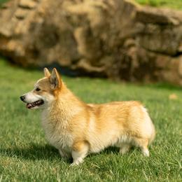 Reina - Pembroke Welsh Corgi