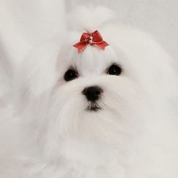 Pearly - Maltese