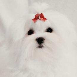 Pearly - Maltese