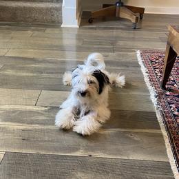 Bluebell - Havanese