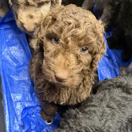 Brown Collar - Chocolate female Assorted Doodle Crosses puppy in Richmond, Texas from Blessed B Farm & Doodles