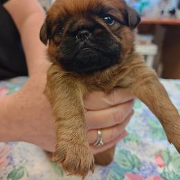 Brenna - Red Brussels Griffon puppy in Columbus, Ohio from Last Knight Kennels and Greyhawk Kennels