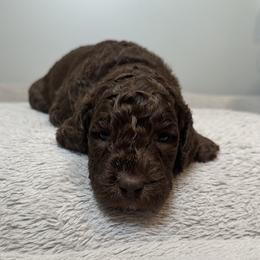 Bunny (Magenta Collar) - Brown female Poodle puppy in Monroeville, Pennsylvania from K & A Standard Poodles