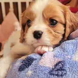 Boy 3 - Blenheim male Cavalier King Charles Spaniel puppy in Castorland, New York from Faithful Friends Cavaliers