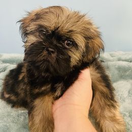 Donald - Sable male Shih Tzu puppy in Hawthorne, Florida from Simply Southern Shihtzus