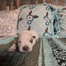 Cayanne - Red speckled female Australian Cattle Dog puppy in Christmas, Florida from OverTime Cattle Dogs
