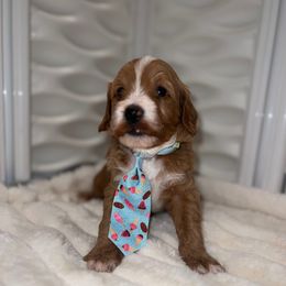 Sherman - Red  male Goldendoodle puppy in Maricopa, Arizona from HeyDoods Doodles