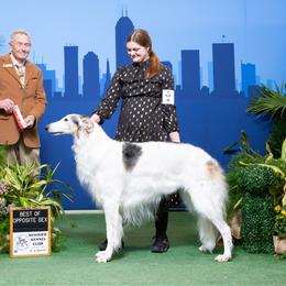 Hansel - Borzoi