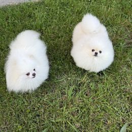 Pomeranians from Pomeraniaboston