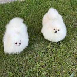 Pomeranians from Pomeraniaboston