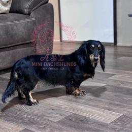 Barbra Jean - Dachshund