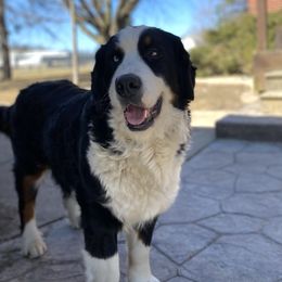 Princess - Bernese Mountain Dog