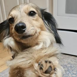 Dachshunds and Spinoni Italiani from Asperida Dachshunds