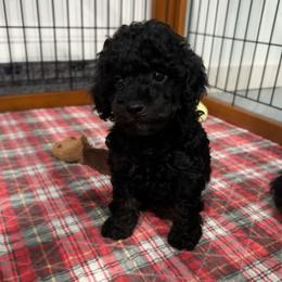 Lexi - Phantom female Poodle puppy in Houston, Texas from Texas Toy Poodles