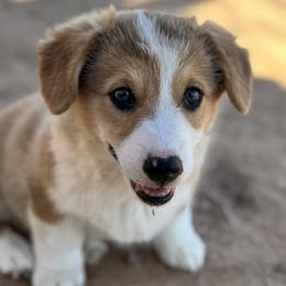 Raja - Sable male Pembroke Welsh Corgi puppy in Millsap, Texas from Punchy Pembroke Ranch