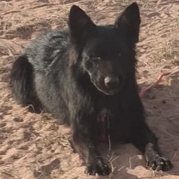 Venom - Black seal male German Shepherd puppy in Chambers, Arizona from Devil-Dog Shepherds