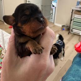 Boy 2 - Black and tan male Cavalier King Charles Spaniel puppy in Melbourne, Florida from Majestic Cavaliers of Melbourne FL
