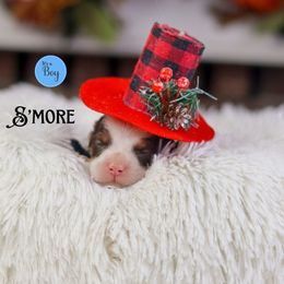 S'more - Tri-color male Australian Labradoodle puppy in Redding, California from Shasta Royal Monroe Puppies