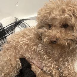 Poodles from Mini Winnies Poodles