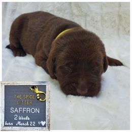 Saffron  (Sassy) - yellow - Chocolate Labrador Retriever puppy in Woodstock, Georgia from River Ridge Labrador Retrievers