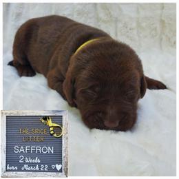 Saffron  (Sassy) - yellow - Chocolate Labrador Retriever puppy in Woodstock, Georgia from River Ridge Labrador Retrievers