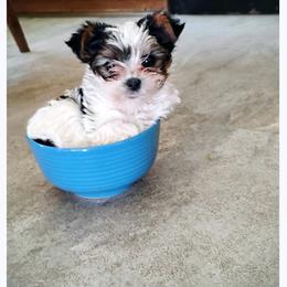 Yorkshire Terrier Puppies from Letterman Yorkies