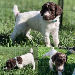 Poodle Puppies from The Parti Collection