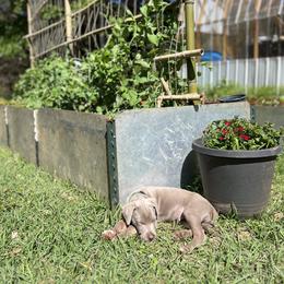 Catahoula Leopard Dog Puppies from Sheepcote Farm Catahoula’s