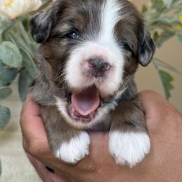 Iron man - Merle male Bernedoodle puppy in Yuciapa, California from AlltheDoodlez_