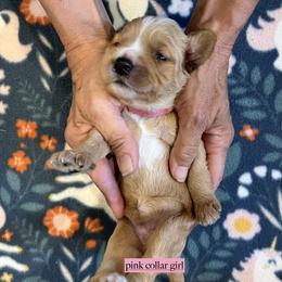Pink collar girl - Apricot female Goldendoodle puppy in Fairfield, California from Twin Sisters Doodles