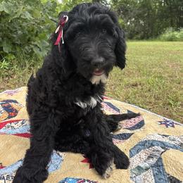 Marigold - female Golden Mountain Doodle puppy in Tulsa, Oklahoma from Turpin Ranch