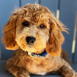 Charlie - Goldendoodle