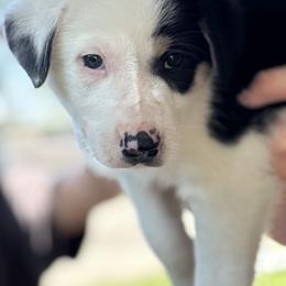 2 Tone - Black and white male Border Collie puppy in Salem, Indiana from Hidden Creek