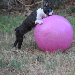 Boston Terrier Puppies from Oui Bostons